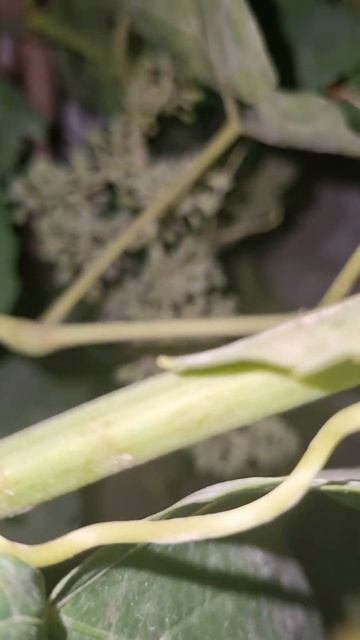 GrapesFruiting #youtube #youtubeshorts #ytshorts #youtuber #figs #grapes #natureisbeautiful смотреть онлайн