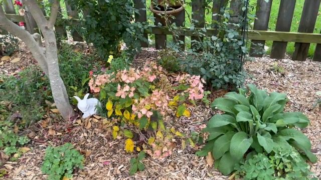 🍂End of October Backyard Garden Tour! 🌺😊 🍁| Zone 5 | Red Maple Trees смотреть онлайн