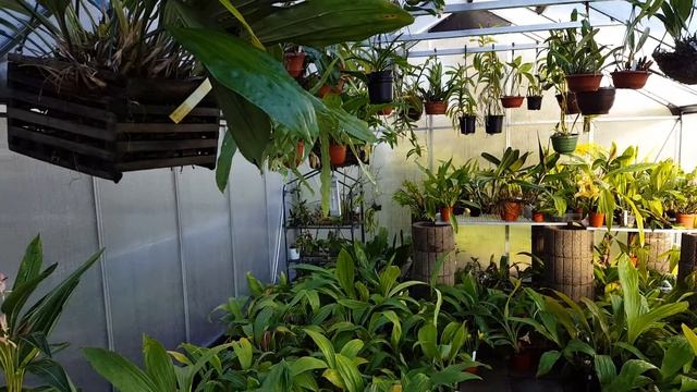 Lycaste Gewächshaus / greenhouse смотреть онлайн