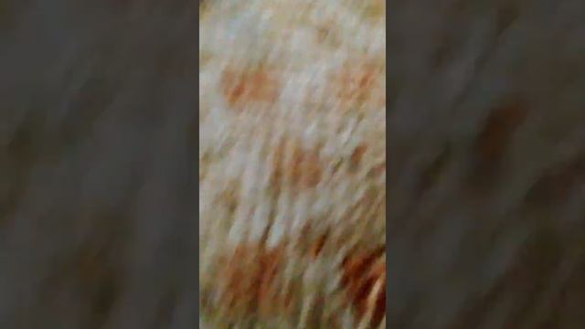 Юри Бойка смотреть онлайн