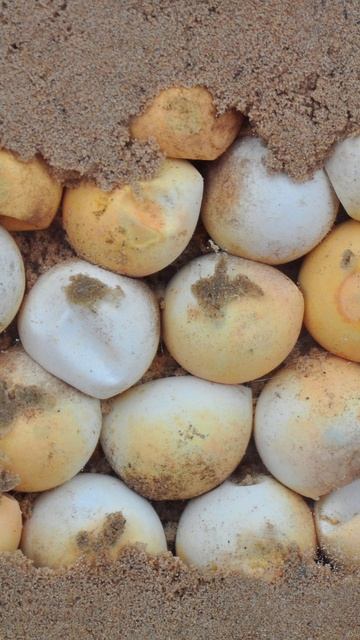 How Long Does it Take For Turtle Egg to Hatch? смотреть онлайн