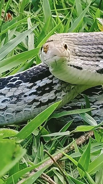 Video short #giantreptile #big snake смотреть онлайн