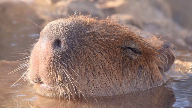 Капибара песня смотреть онлайн