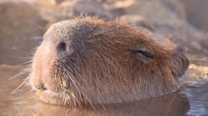 Капибара песня