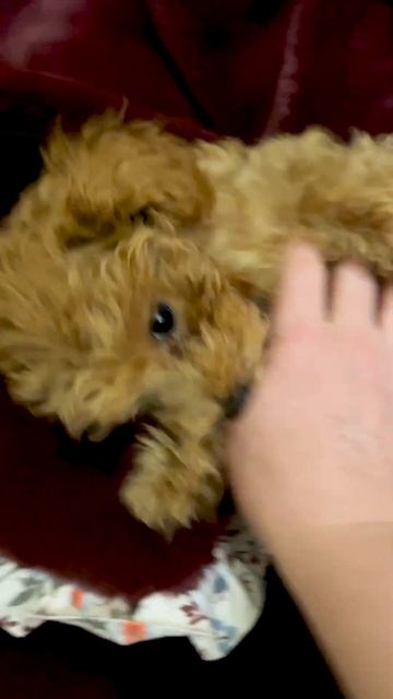 Малыш - Симба. Мальтипу 🥰❤️ Забавные животные. He is cute! Maltipoo 🥰❤️ Funny animals.