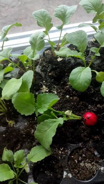 редиска на подоконнике🌶️