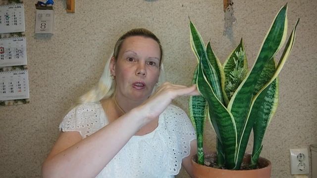 Цветение многодетной сансевиерии Футура Суперба #сансевиерия #sansevieria #snakeplant