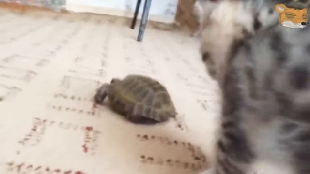 Кот и черепаха WTF смотреть онлайн