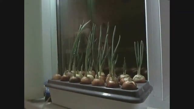 Вырастите лук за 14 дней! смотреть онлайн
