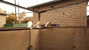 Агараны, голуби.