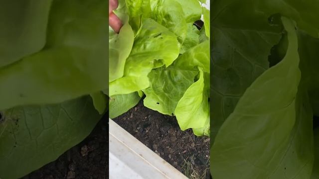 Важная подкормка огурцов. Стрелки чеснока не выбрасывайте . смотреть онлайн