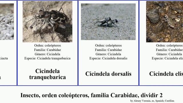Insecto, orden coleópteros, familia Carabidae, dividir 2 cicindela carabus cylindera ceroglossus смотреть онлайн
