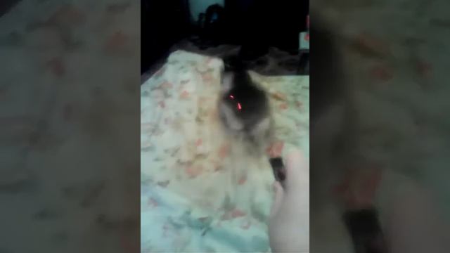 Кошка Сима играет!!! смотреть онлайн