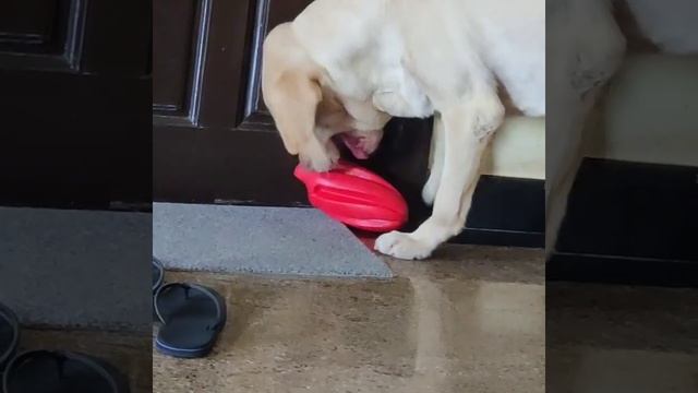 labrador dog pink nose #labrador #dog #petslover #love #mass смотреть онлайн