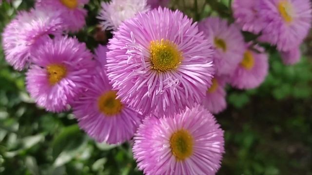 Цветут цветы в начале лета смотреть онлайн