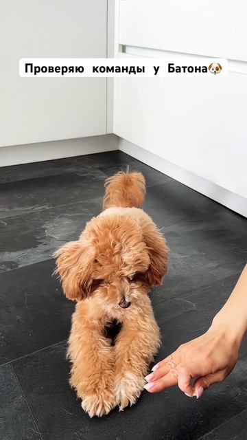 Повторяем команды🐶 #dog #собака #домашниеживотные #животные #мальтипу #maltipoo #дрессировка смотреть онлайн