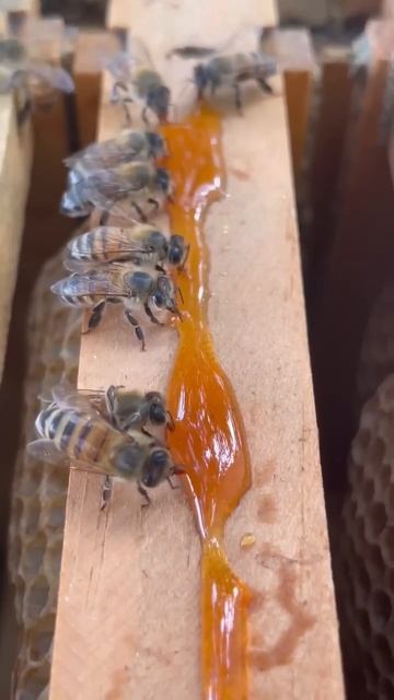 Bee Buffett смотреть онлайн