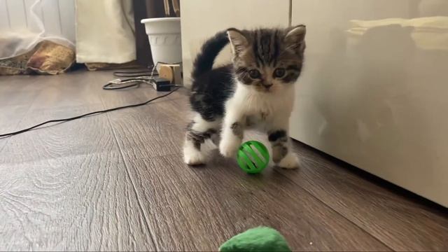 Кошечка и котик изучают новый дом смотреть онлайн