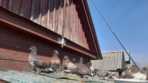 Николаевские голуби слёт