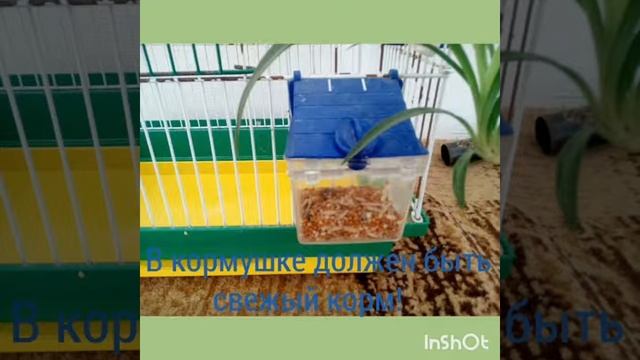 Уход за попугаем