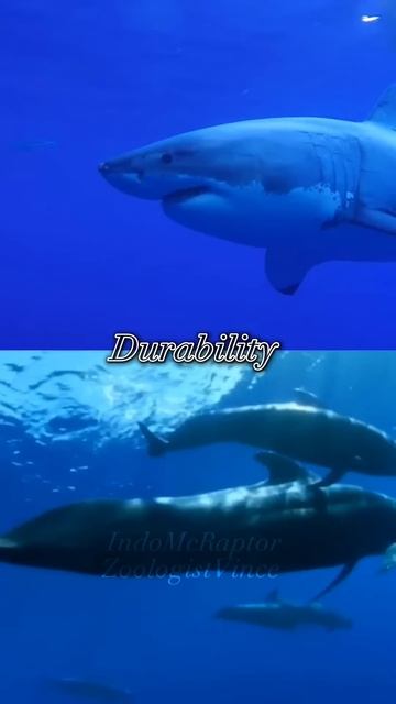 Pilot whale Vs Great White Shark смотреть онлайн