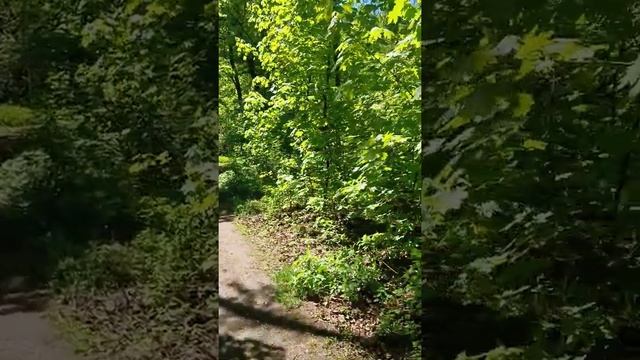 Релакс. Прогулка по лесопарку. смотреть онлайн
