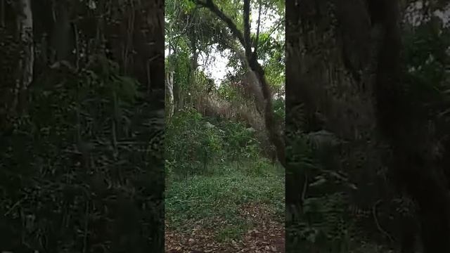 EVANGELISTA Y PROFETA ROBIN FABIÁN ALVARADO || ORANDO E INTERCEDIENDO EN LENGUA EN EL ESPÍRITU SANT смотреть онлайн