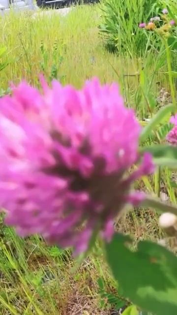 やっと春が来た！ ④ - 1 アカツメクサ！ Red clover. смотреть онлайн