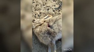 Охота на зайца с рогаткой