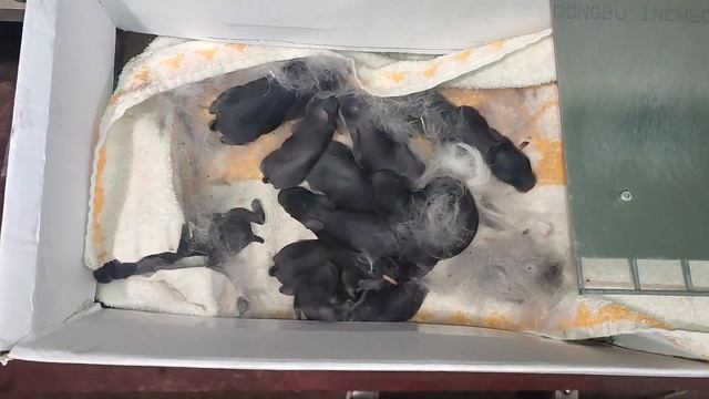 Hycole, încrucișare, mascul alb + femelă pigmentată = iepurași negri смотреть онлайн