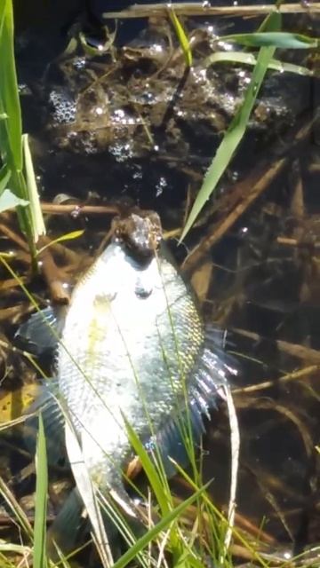 Snake steals man's fish смотреть онлайн