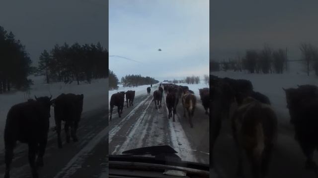 Ворух смотреть онлайн