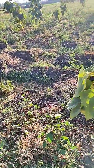 اسعار البصل متفاوته смотреть онлайн