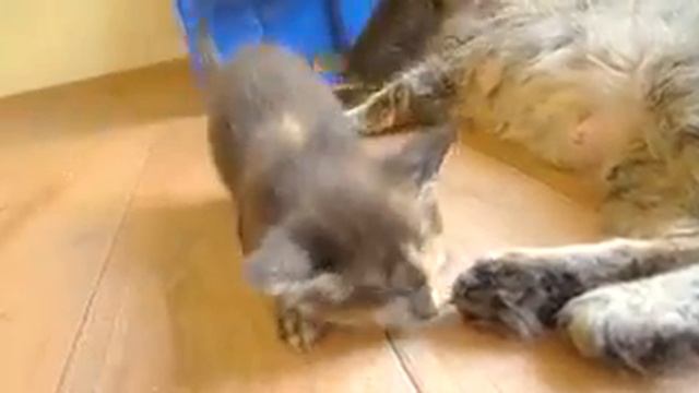 запах мамы.mp4 смотреть онлайн
