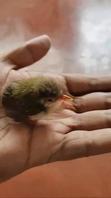 Baby Bar-winged Prinia Part -1 #shorts
