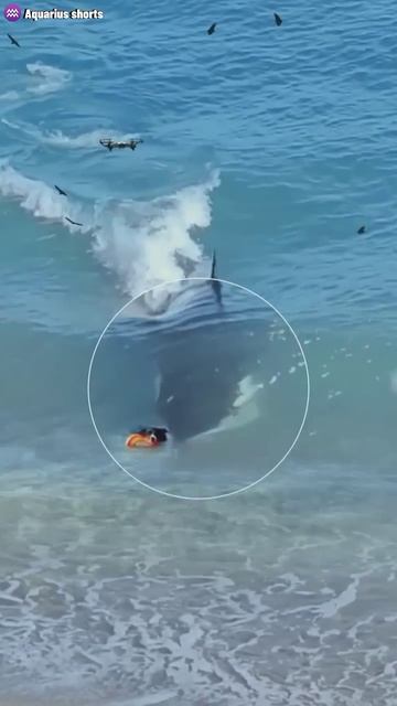 omg❗😱 a small dog almost became orca food❗ смотреть онлайн
