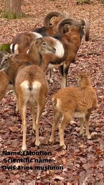 Mouflon And Mouflon cub | #short | #short video смотреть онлайн