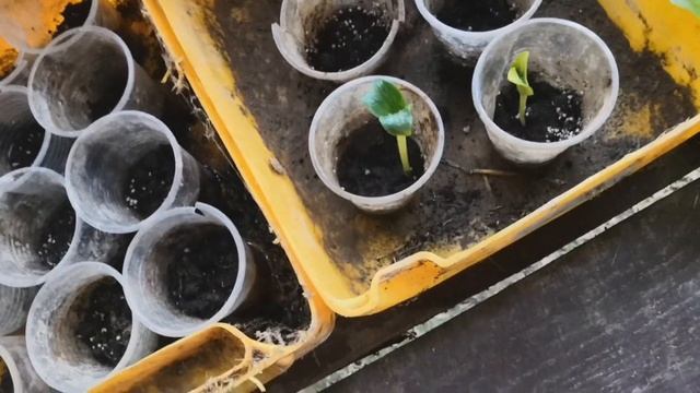 Июнь 2019// Пополнение в семье