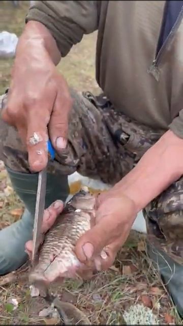 Можно не искать желчь в карасях