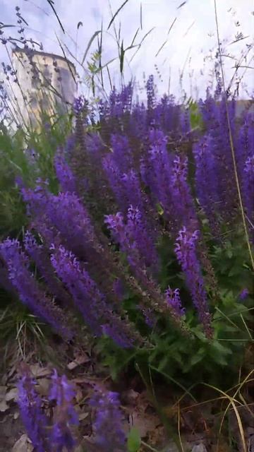 respect #shorts Sage #flowers смотреть онлайн