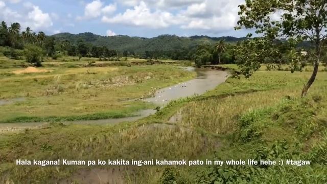 Surigao Bike Trail: Duck Farming River Traffic via the Brgy. Mabini to Anomar / Sukailang Route🚲🦆 смотреть онлайн