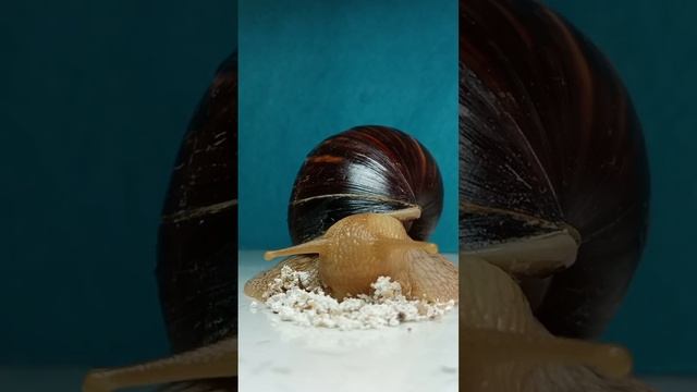 😰об этом многие не знают, что ахатины .... смотреть онлайн