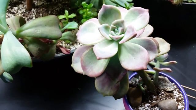 Pink Plants смотреть онлайн