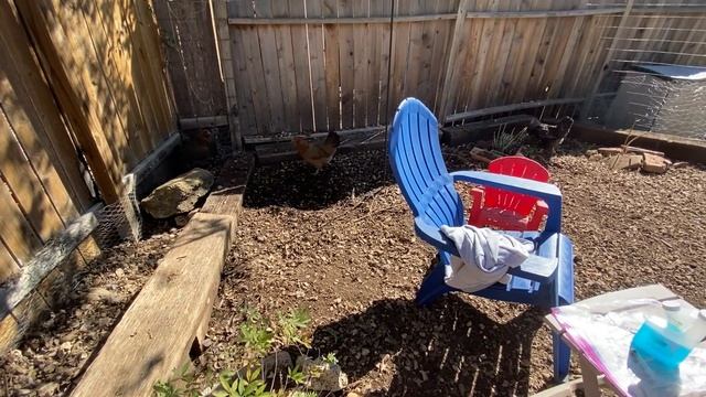 What to Know About Ivermection for Your Backyard Chickens смотреть онлайн