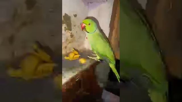 ❤🥰😘🦜😘🥰Blue Green Parrot is live!❤🥰😘🦜😘🥰 смотреть онлайн