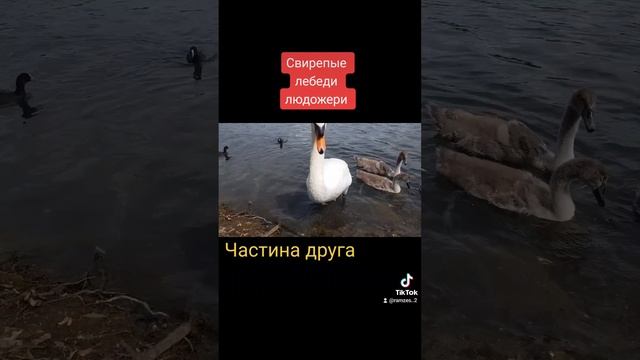 Лебеди Людожери .Уберите детей от экранов ..;-)