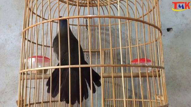 [NEW] Garrulax chinensis birds singing sound good and dance tail - 02 смотреть онлайн