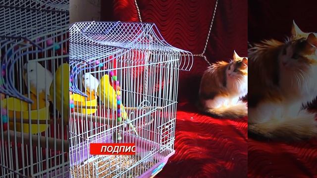 Волнистые ПОПУГАИ / МУЗЫКА удаляет всю негативную энергию / Чистая положительная энергия смотреть онлайн