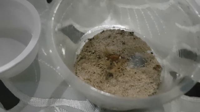 Leiurus Quinquestriatus Death Stalker Feeding смотреть онлайн