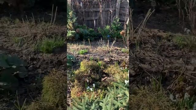 Первоцветы! Пушкиния смотреть онлайн